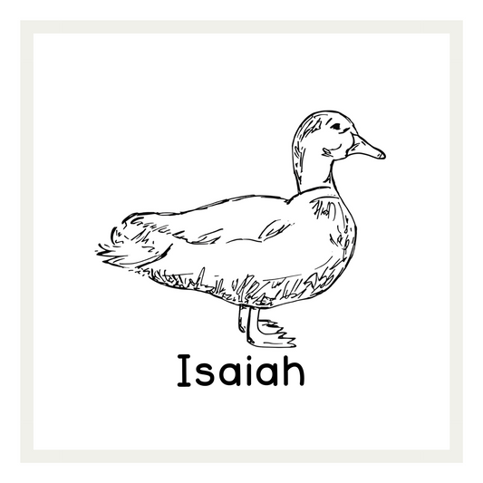 Duck Sketch